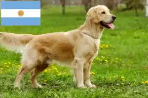 Read more about the article Criadores de Golden Retriever e cachorros na Argentina