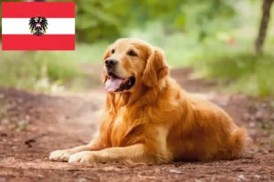 Read more about the article Criadores de Golden Retriever e cachorros na Áustria