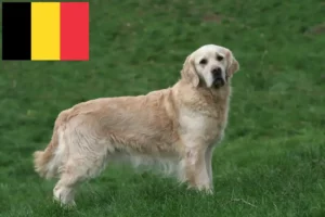 Read more about the article Criadores de Golden Retriever e cachorros na Bélgica