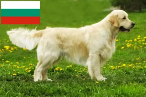 Read more about the article Criadores de Golden Retriever e cachorros na Bulgária