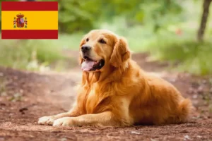 Read more about the article Criadores de Golden Retriever e cachorros em Espanha