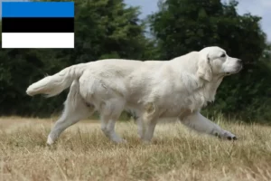 Read more about the article Criadores de Golden Retriever e cachorros na Estónia