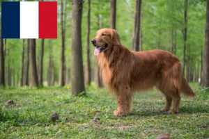Read more about the article Criadores de Golden Retriever e cachorros em França