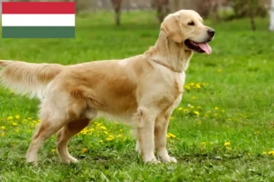 Read more about the article Criadores de Golden Retriever e cachorros na Hungria