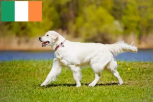 Read more about the article Criadores de Golden Retriever e cachorros na Irlanda