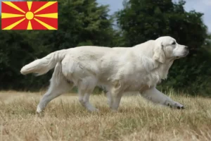Read more about the article Criadores de Golden Retriever e cachorros na Macedónia do Norte