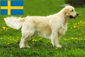 Read more about the article Criadores de Golden Retriever e cachorros na Suécia