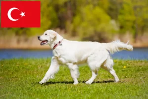 Read more about the article Criadores de Golden Retriever e cachorros na Turquia