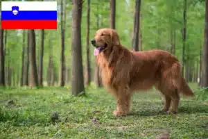Read more about the article Criadores de Golden Retriever e cachorros na Eslovénia