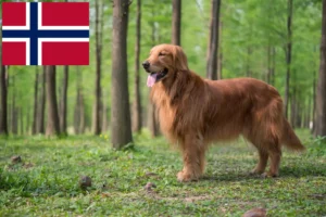 Read more about the article Criadores de Golden Retriever e cachorros na Noruega