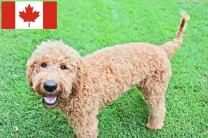 Read more about the article Criadores de Goldendoodle e cachorros no Canadá