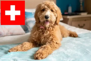 Read more about the article Criadores de Goldendoodle e cachorros na Suíça