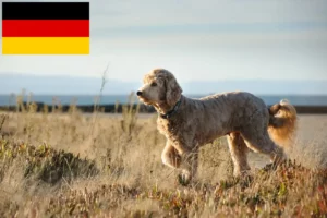 Read more about the article Criadores de Goldendoodle e cachorros na Alemanha