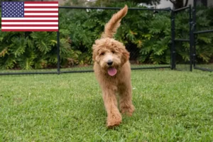 Read more about the article Criadores de Goldendoodle e cachorros nos EUA