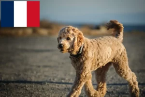 Read more about the article Criadores de Goldendoodle e cachorros em França