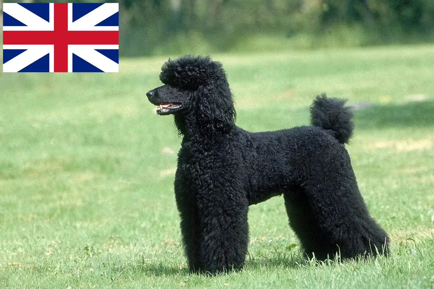 Poodle cachorros e criadores Grã-Bretanha Aqui pode encontrar criadores de caniches na Grã-Bretanha.