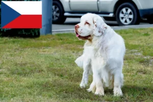 Read more about the article Criadores de Clumber Spaniel e cachorros na República Checa