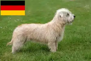 Read more about the article Criadores e cachorros de Irish Glen of Imaal Terrier na Alemanha