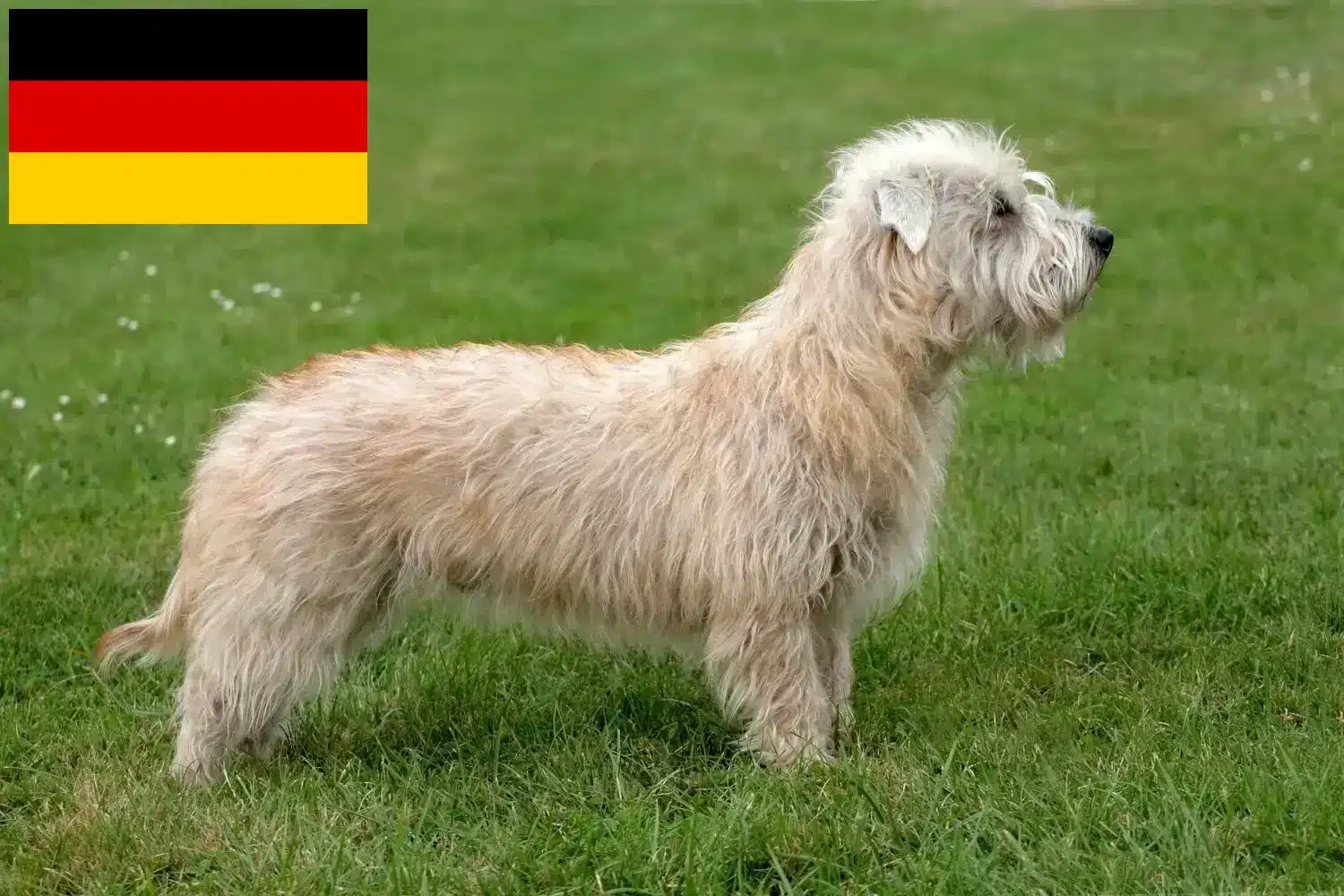 Irish Glen of Imaal Terrier cachorros e criadores Alemanha Aqui pode encontrar Irish Glen de criadores de Imaal Terrier na Alemanha.