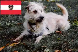 Read more about the article Criadores e cachorros de Irish Glen of Imaal Terrier na Áustria