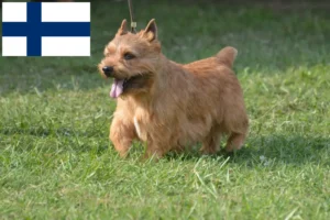 Read more about the article Irish Glen of Imaal Terrier criadores e cachorros na Finlândia