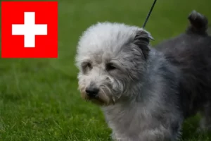 Read more about the article Irish Glen of Imaal Terrier criadores e cachorros na Suíça