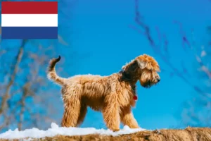 Read more about the article Criadores e cachorros de Irish Soft Coated Wheaten Terrier nos Países Baixos