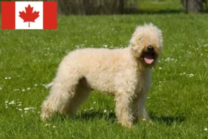 Read more about the article Irish Soft Coated Wheaten Terrier Criadores e cachorros no Canadá