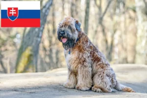 Read more about the article Criadores e cachorros de Irish Soft Coated Wheaten Terrier na Eslováquia