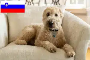 Read more about the article Criadores e cachorros de Irish Soft Coated Wheaten Terrier na Eslovénia