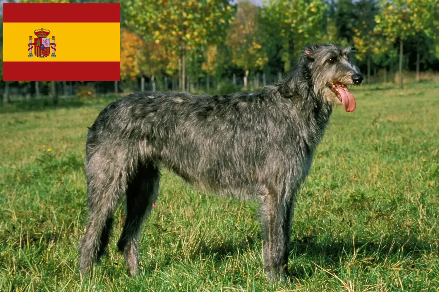 Irish Wolfhound cachorros e criadores Espanha Encontre aqui criadores de Irish Wolfhounds em Espanha.