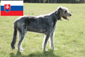 Read more about the article Criadores de Irish Wolfhound e cachorros na Eslováquia