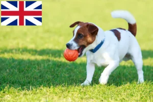 Read more about the article Criadores de Jack Russell e cachorros na Grã-Bretanha