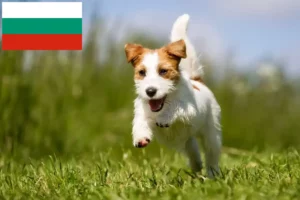 Read more about the article Criadores de Jack Russell e cachorros na Bulgária