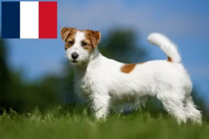 Read more about the article Criadores de Jack Russell e cachorros em França