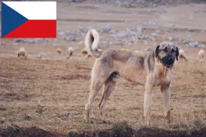 Read more about the article Criadores de Kangal e cachorros na República Checa