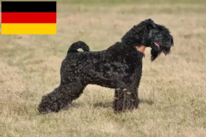 Read more about the article Criadores de Kerry Blue Terrier e cachorros na Alemanha
