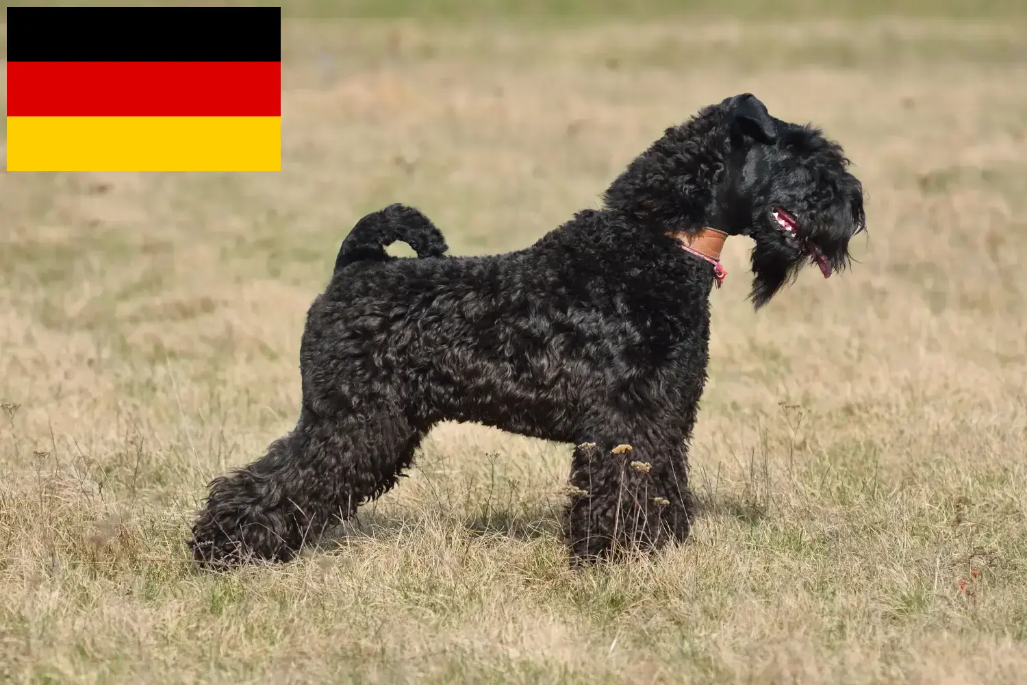 Kerry Blue Terrier cachorros e criadores Alemanha Aqui encontra criadores de Kerry Blue Terrier na Alemanha.