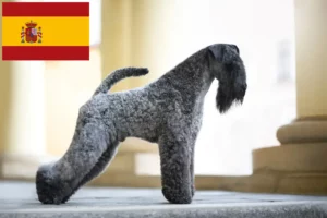 Read more about the article Criadores de Kerry Blue Terrier e cachorros em Espanha