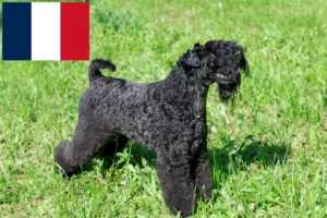 Read more about the article Criadores e cachorros de Kerry Blue Terrier em França