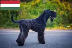Read more about the article Criadores de Kerry Blue Terrier e cachorros na Hungria