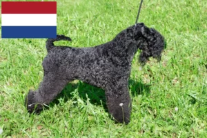 Read more about the article Criadores e cachorros de Kerry Blue Terrier nos Países Baixos
