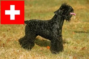 Read more about the article Criadores de Kerry Blue Terrier e cachorros na Suíça