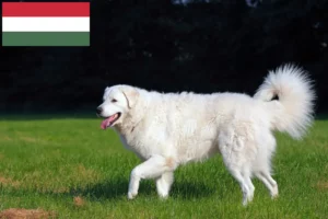Read more about the article Kuvasz criadores e cachorros na Hungria