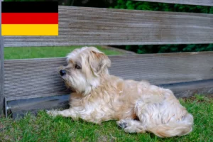 Read more about the article Kyi Leo criadores e cachorros na Alemanha