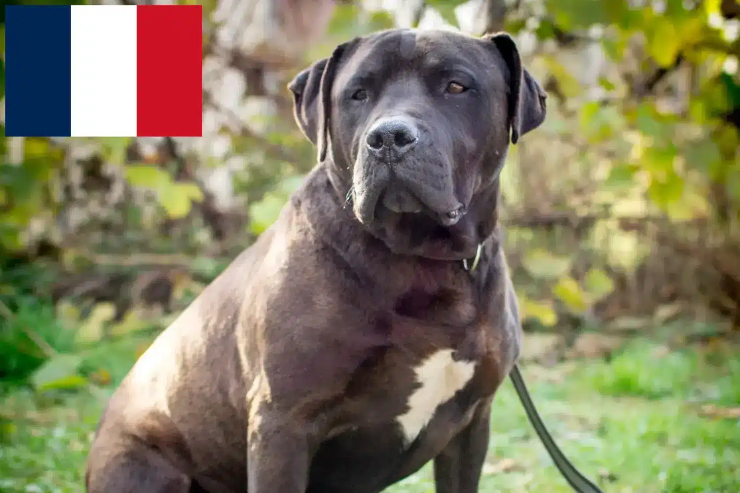 Labrastaff cachorros e criadores França Aqui pode encontrar criadores de Labrastaff em França.