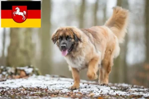Read more about the article Criadores de Leonberger e cachorros na Baixa Saxónia