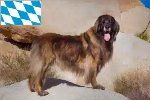Read more about the article Criadores de Leonberger e cachorros na Baviera
