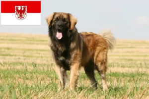 Read more about the article Criadores de Leonberger e cachorros em Brandenburg