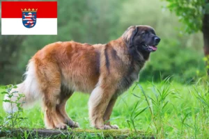 Read more about the article Criadores de Leonberger e cachorros em Hessen